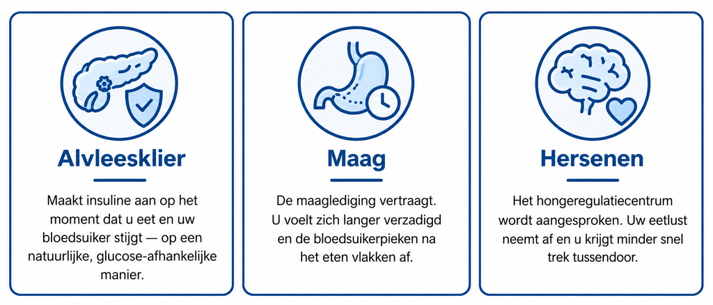 GLP-1 stimuleert glucoseafhankelijke insulineafgifte, vertraagt de maaglediging en vermindert de eetlust via de hersenen.
